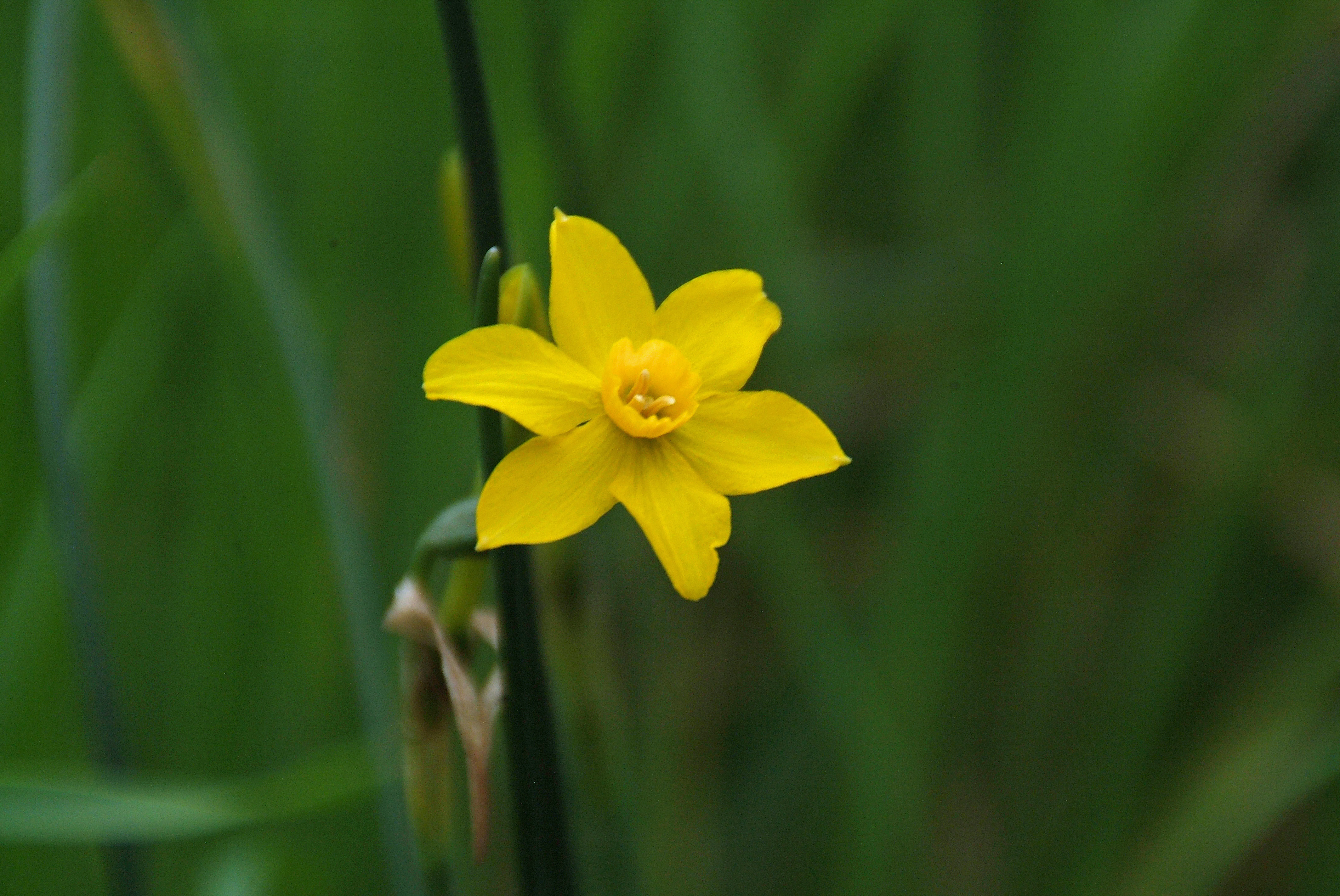 Narcissus 'Simplex'Jonquille bestellen